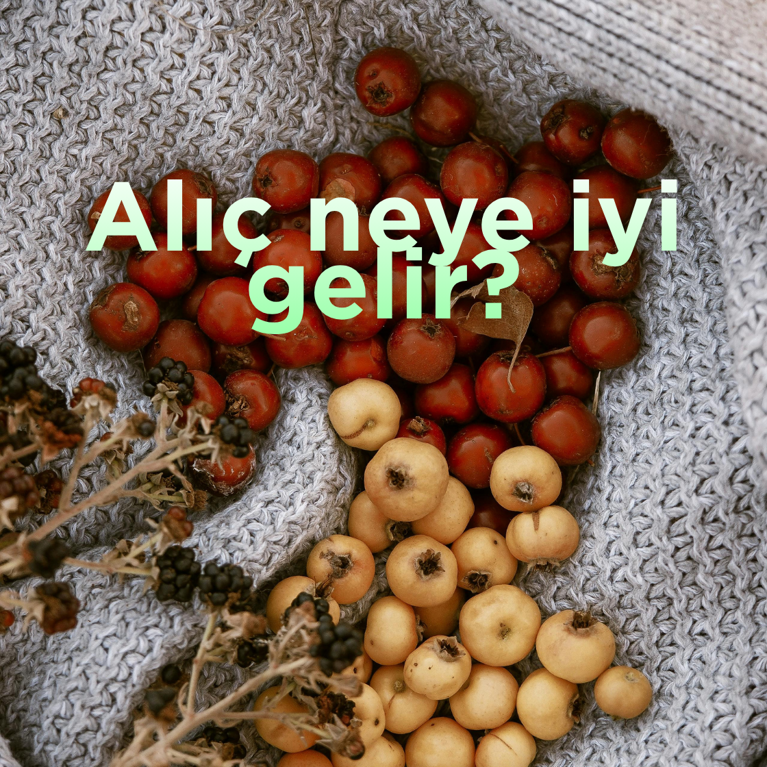 Alıç neye iyi gelir? Doğal kalp koruyucu olarak alıç meyvesinin bilimsel etkileri